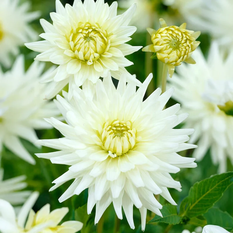 Dahlie 'Cactus White'