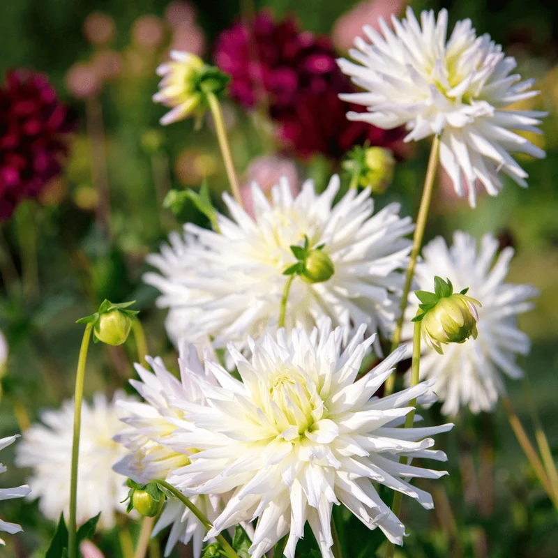 Dahlie 'Cactus White'