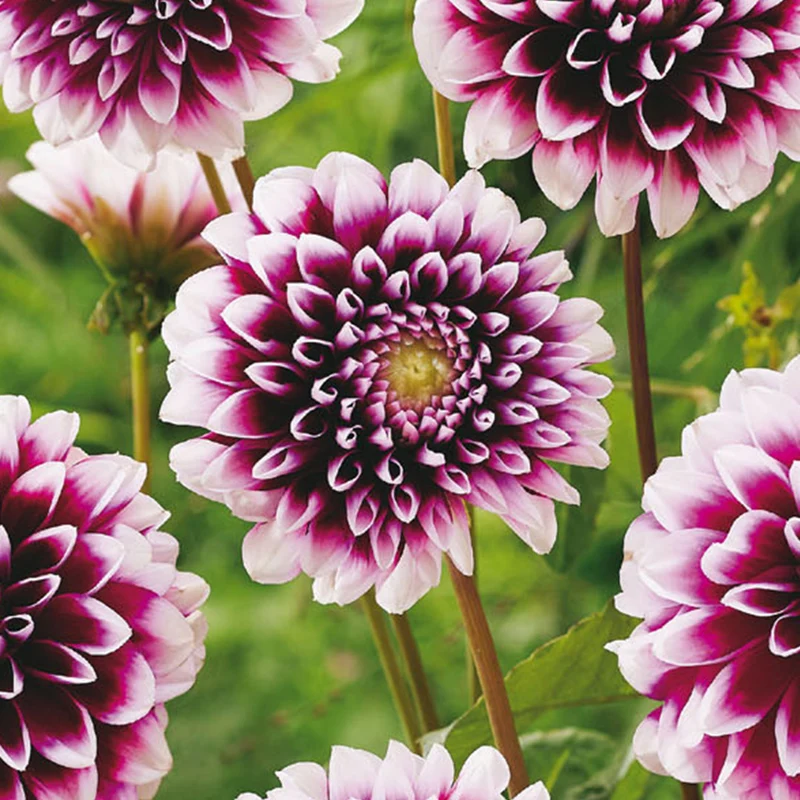 Dahlie 'Edinburgh'