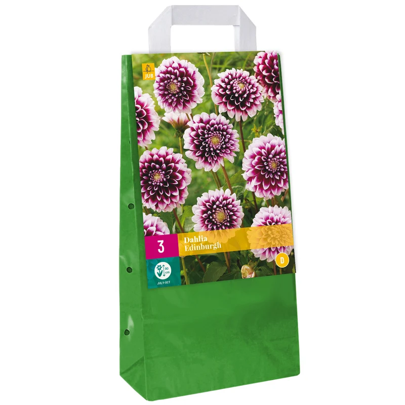 Dahlie 'Edinburgh'