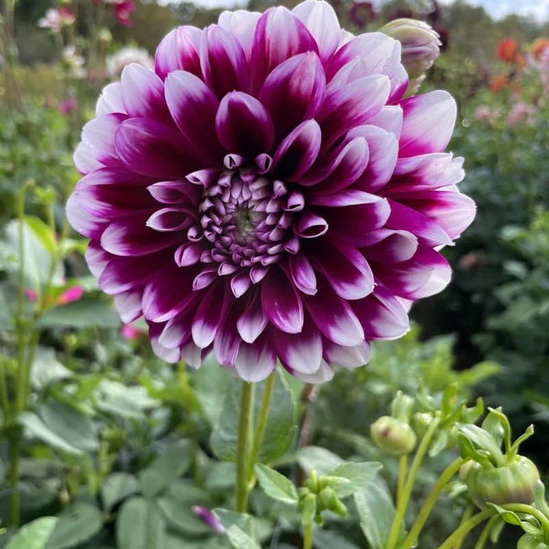 Dahlie 'Edinburgh'