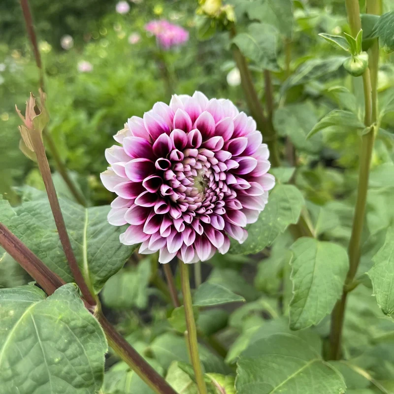 Dahlie 'Edinburgh'