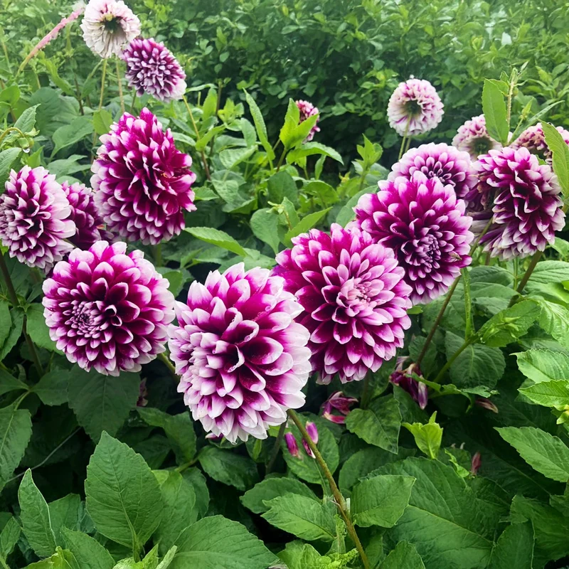 Dahlie 'Edinburgh'