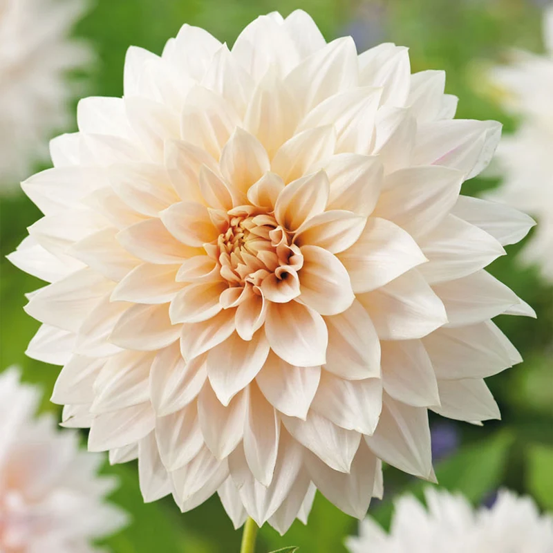 Dahlie 'Cafe Au Lait'
