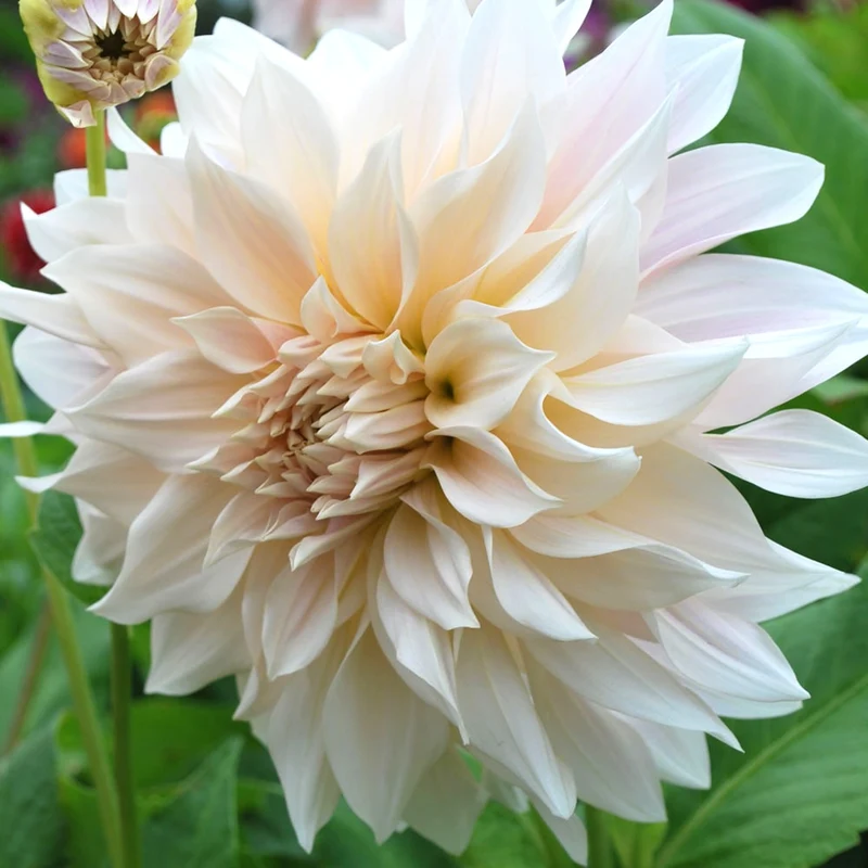 Dahlie 'Cafe Au Lait'