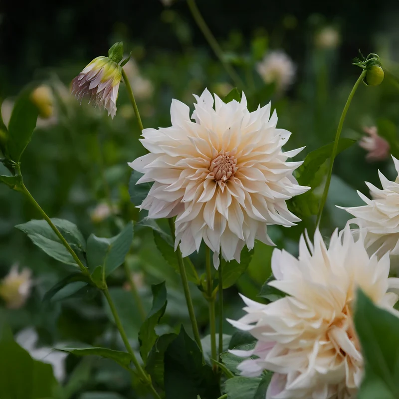 Dahlie 'Cafe Au Lait'