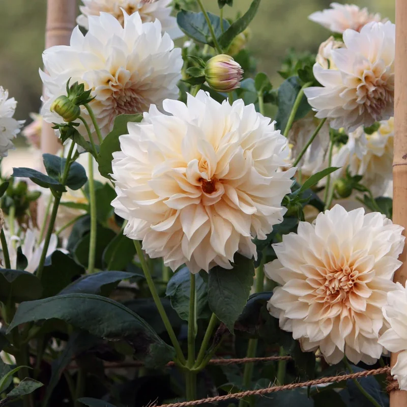 Dahlie 'Cafe Au Lait'