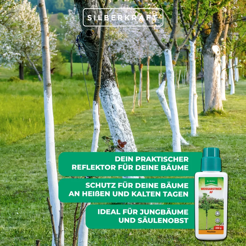 Weißanstrich AF: Effektiver Schutz vor Frost- und Hitzeschäden für Bäume und Sträucher
