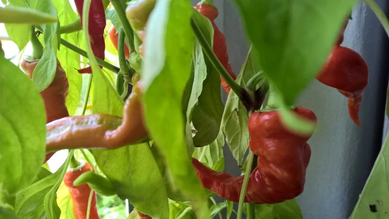 BIO Saatgut Pfefferoni Sigaretta mild (Lombardo)