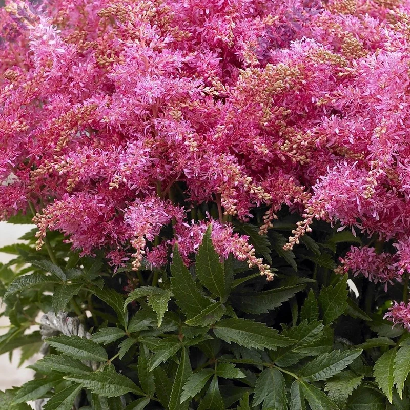 Prachtspiere Rosa