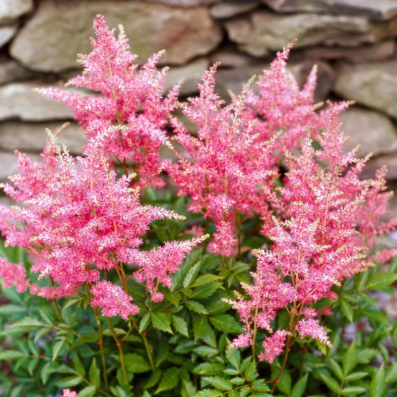 Prachtspiere Rosa