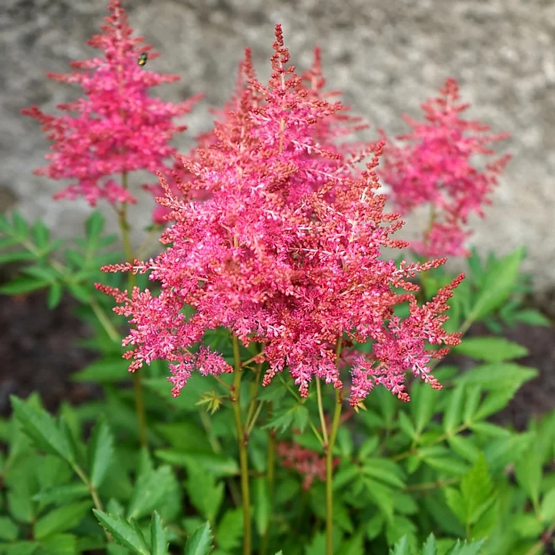 Prachtspiere Rosa