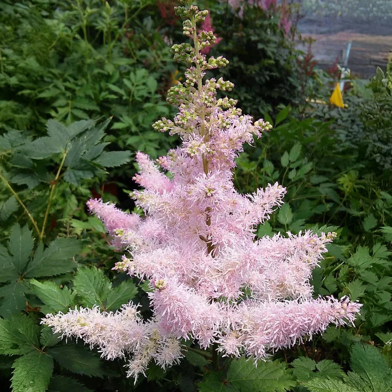 Hellrosa Prachtspiere