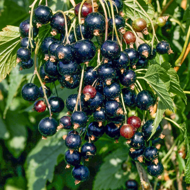 Schwarze Johannisbeere 'Ben Nevis'
