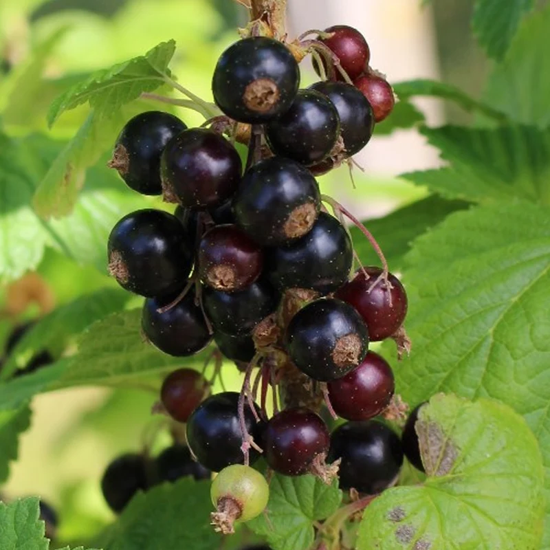 Schwarze Johannisbeere 'Ben Nevis'