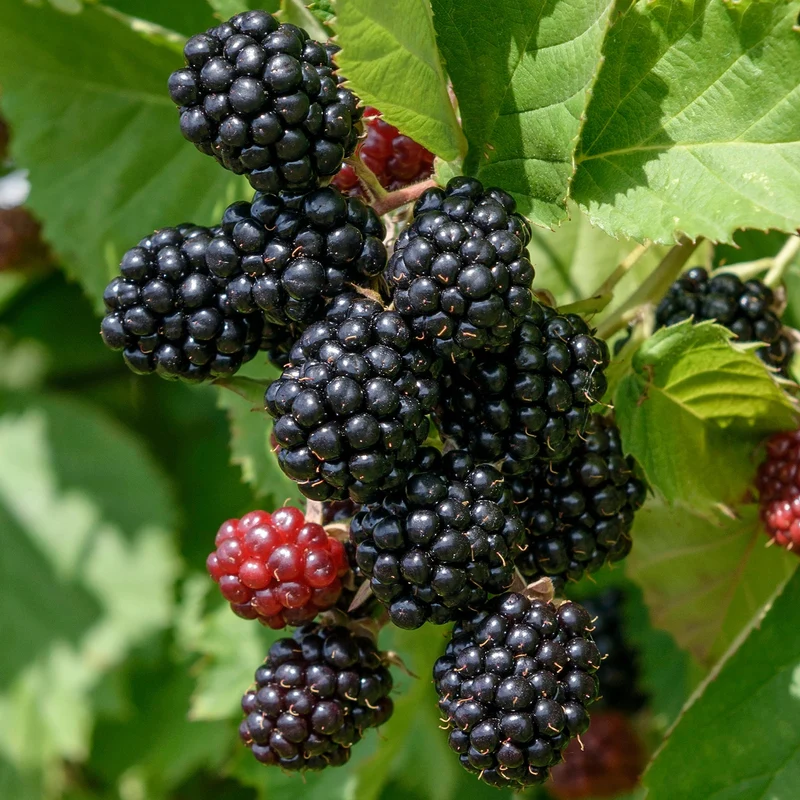 Brombeere 'Loch Tay'