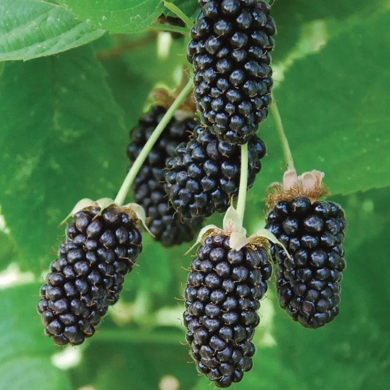 Brombeere 'Loch Tay'
