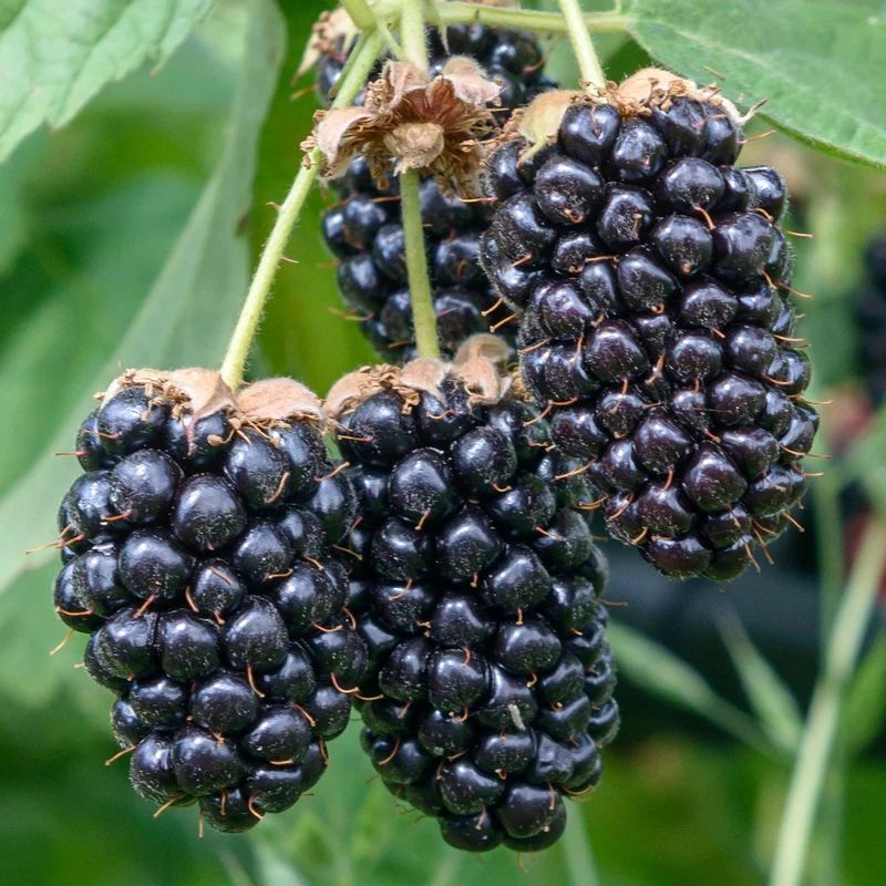 Brombeere 'Columbia Star'