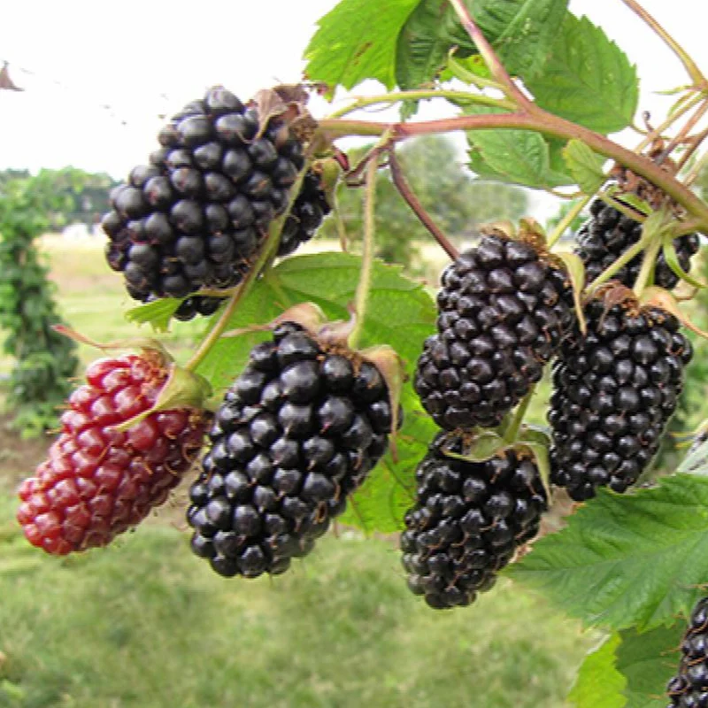 Brombeere 'Columbia Star'