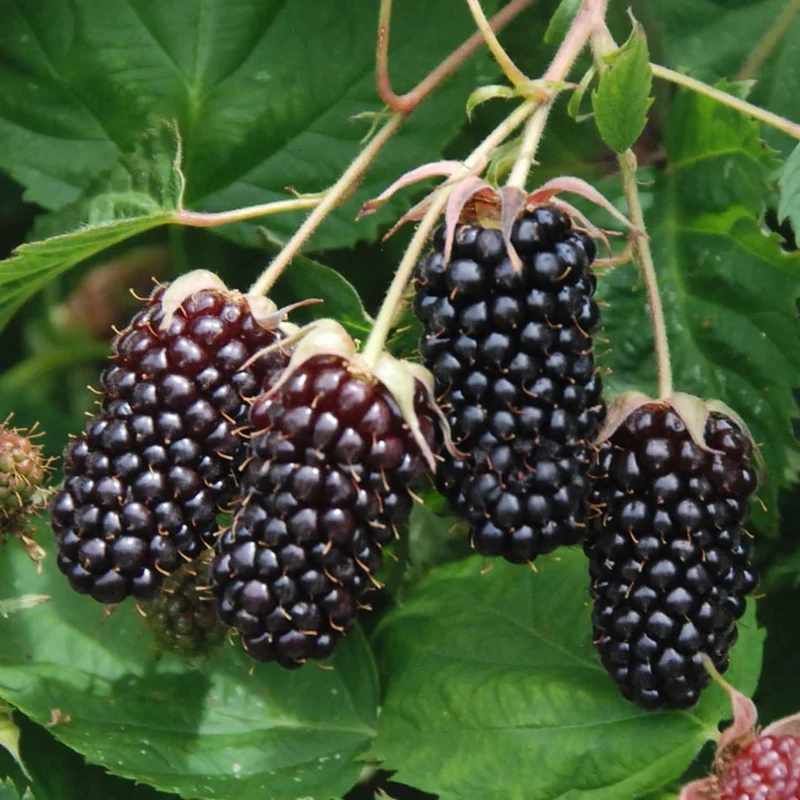 Brombeere 'Columbia Star'