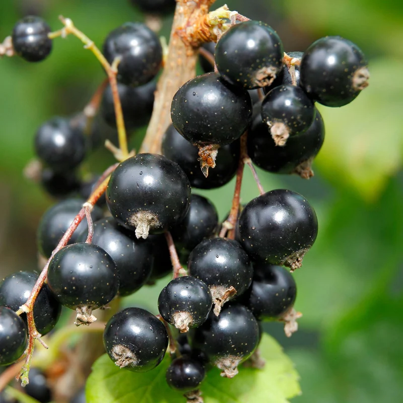 Schwarze Johannisbeere 'Wellington'