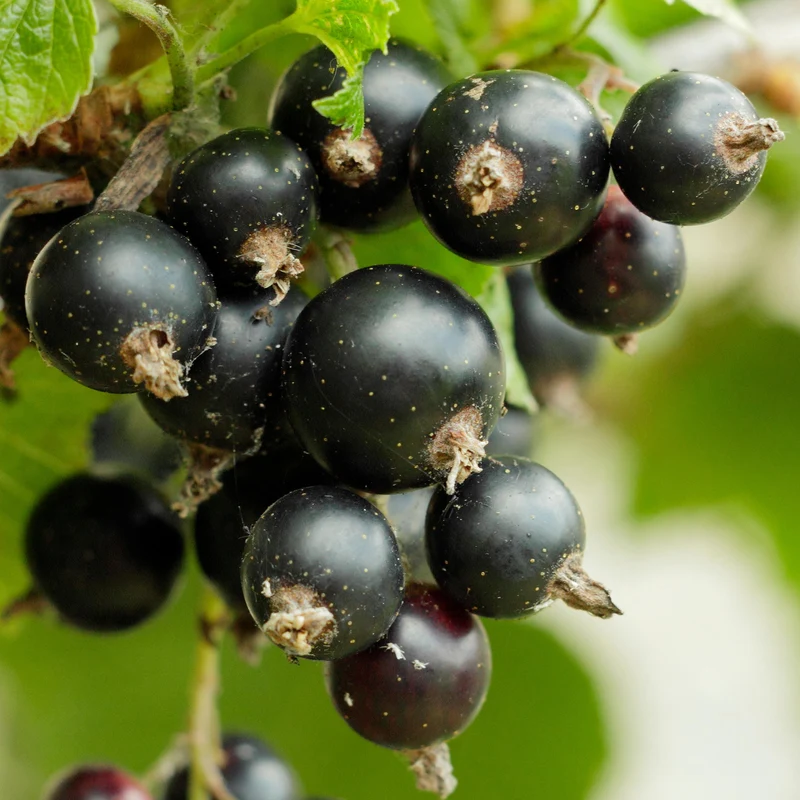 Schwarze Johannisbeere 'Noiroma'