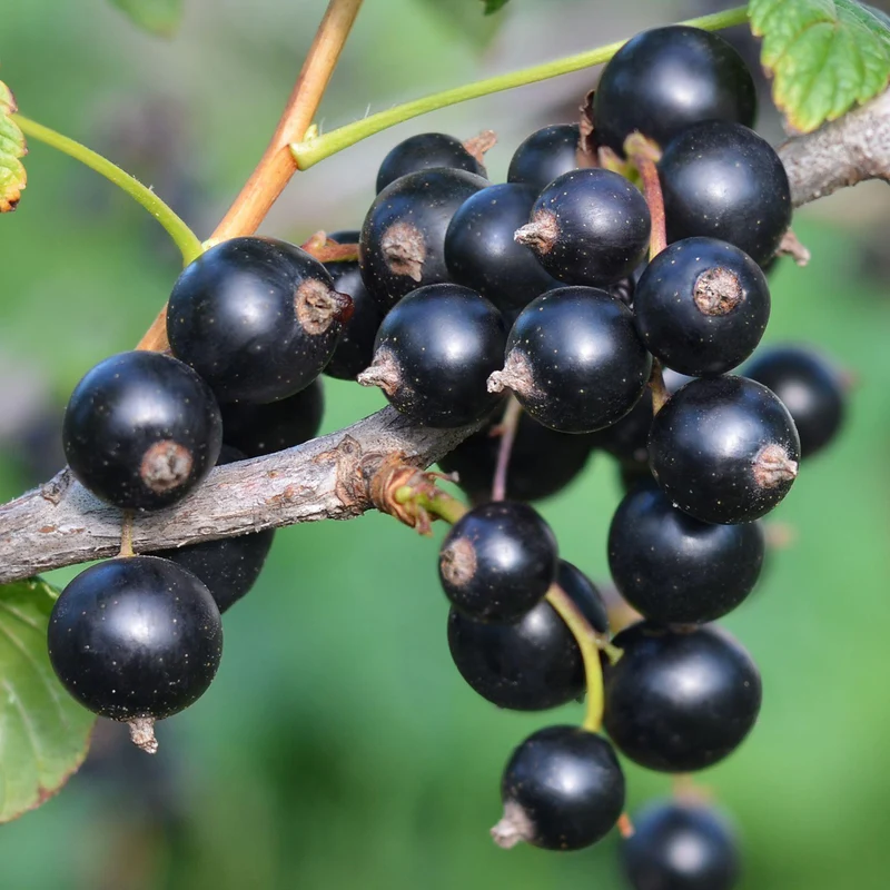Schwarze Johannisbeere 'Goliath'