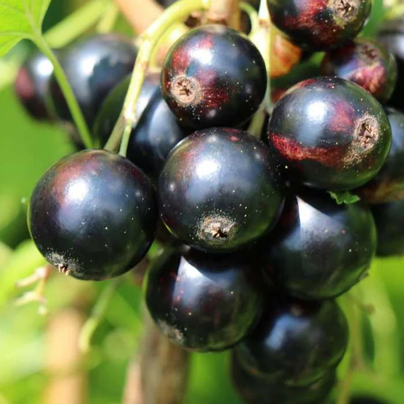 Schwarze Johannisbeere 'Goliath'