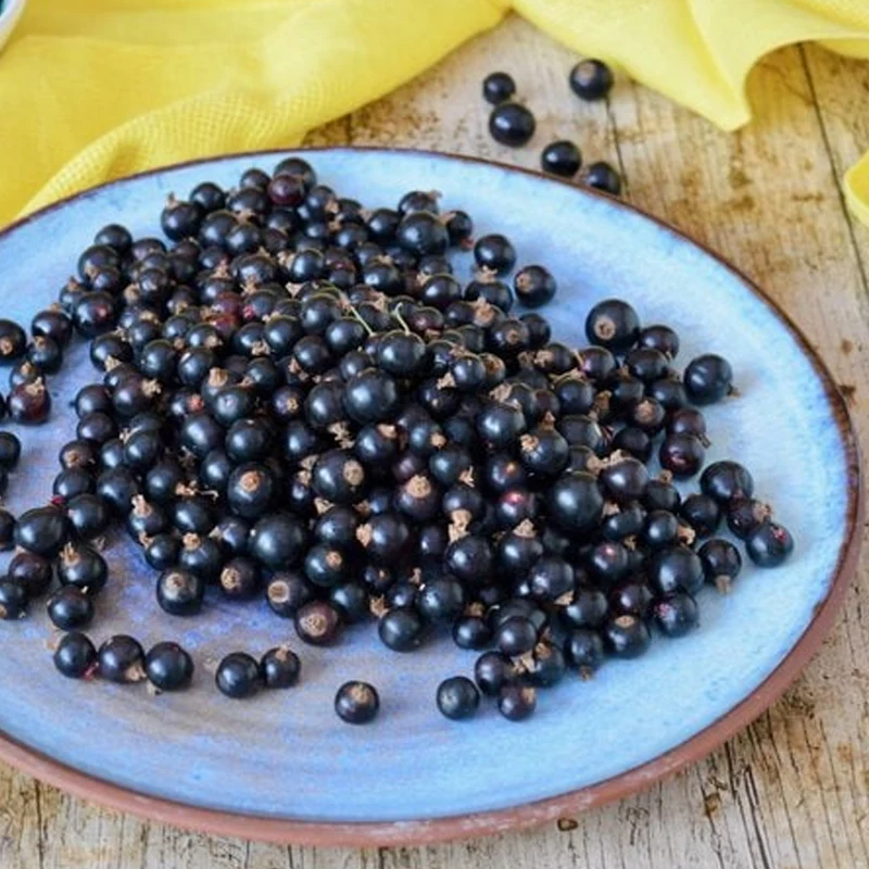 Schwarze Johannisbeere 'Goliath'