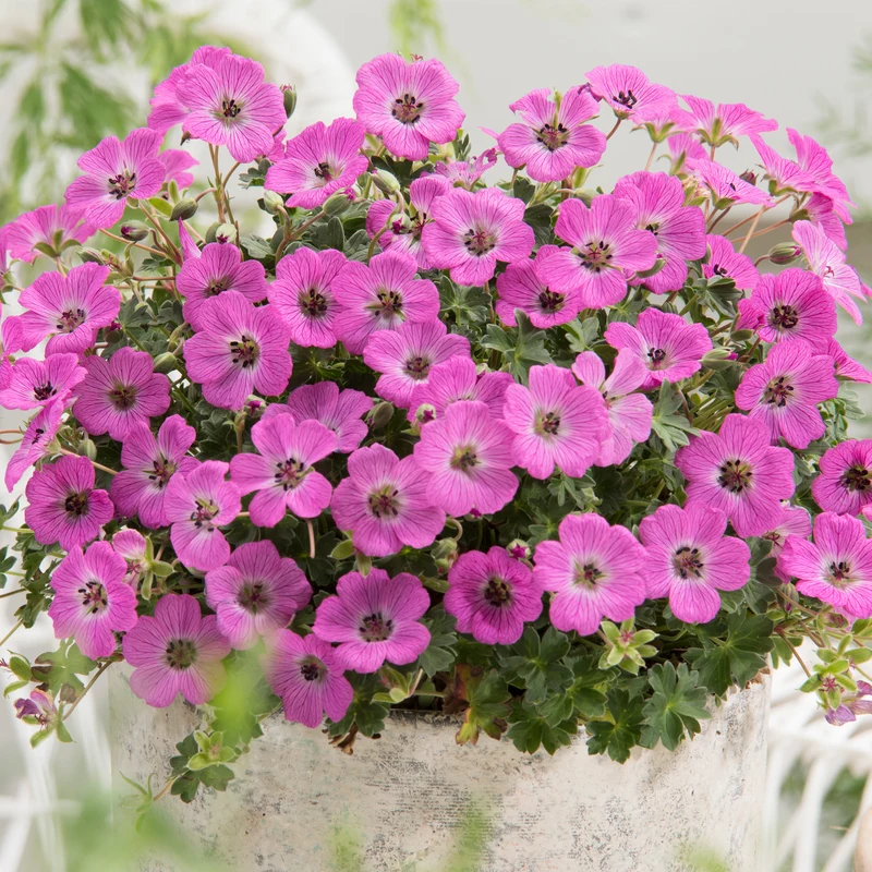 Rosa Storchschnabel