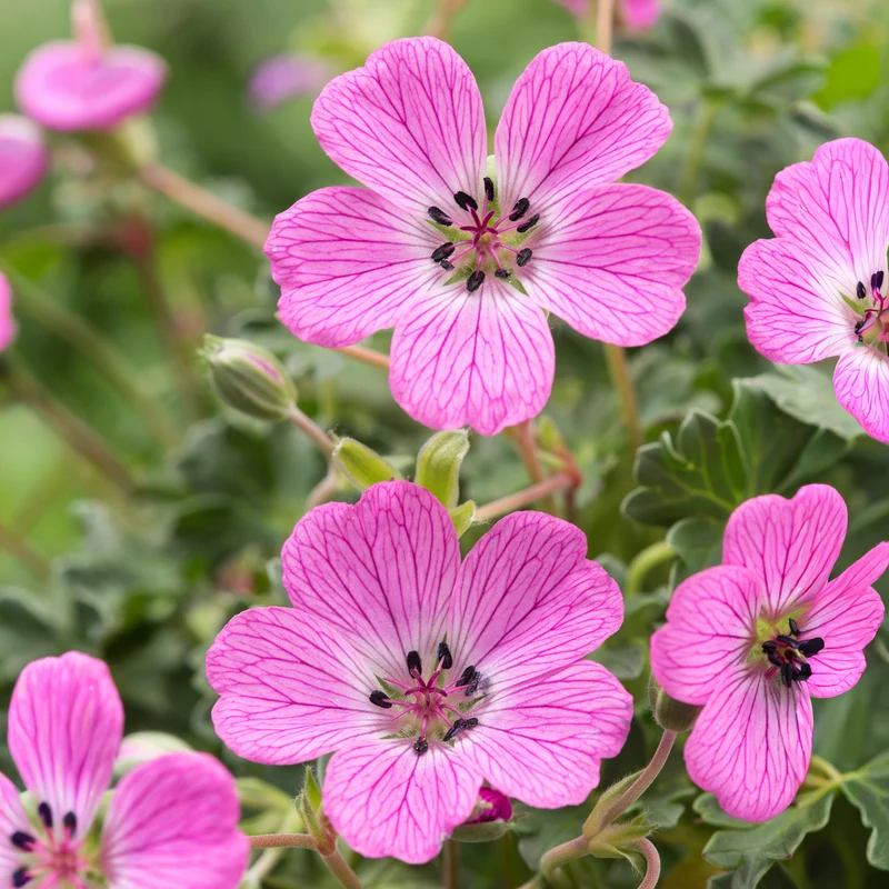 Rosa Storchschnabel