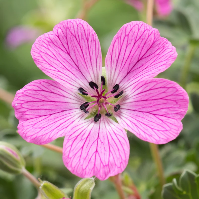 Rosa Storchschnabel