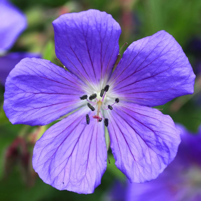 Blauer Storchschnabel