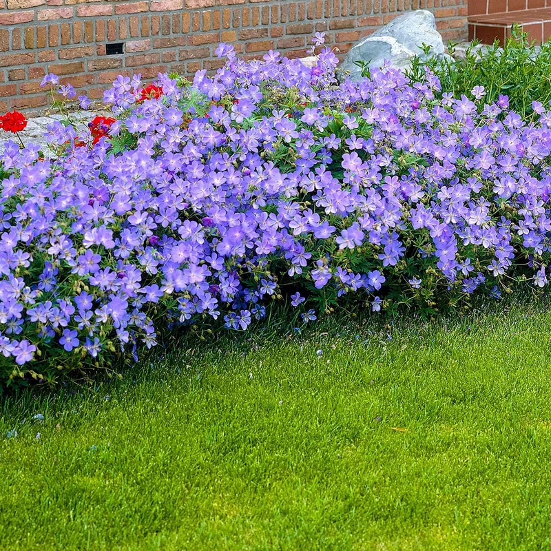 Blauer Storchschnabel