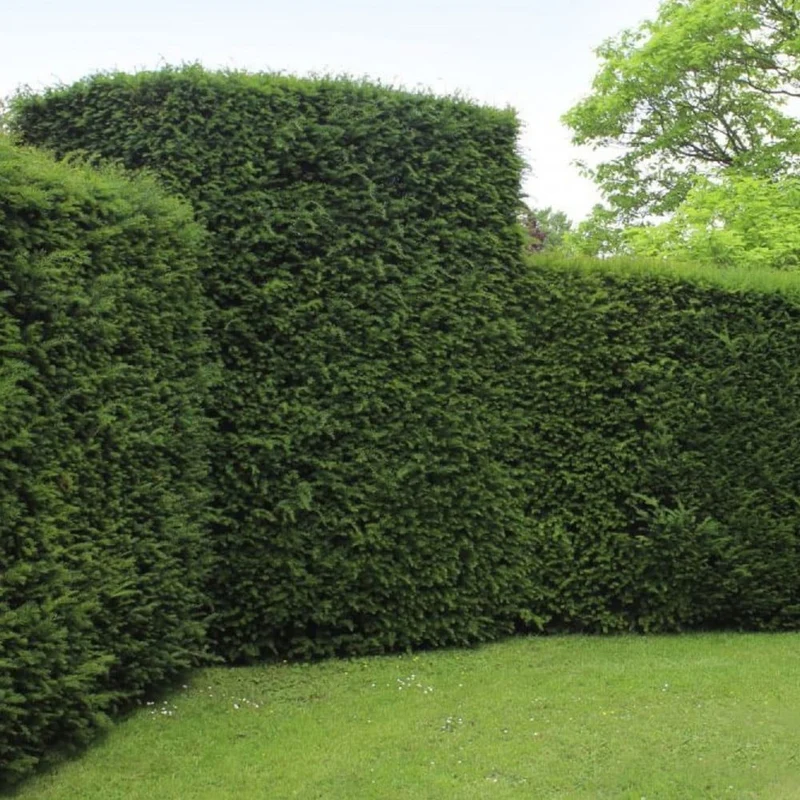 Eibenhecke