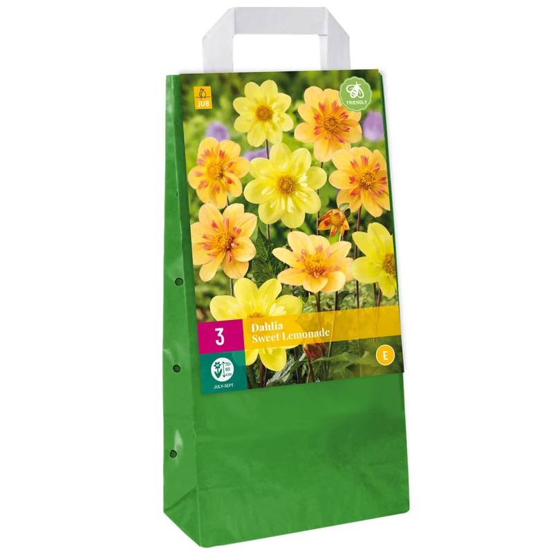 Dahlie 'Sweet Lemonade'
