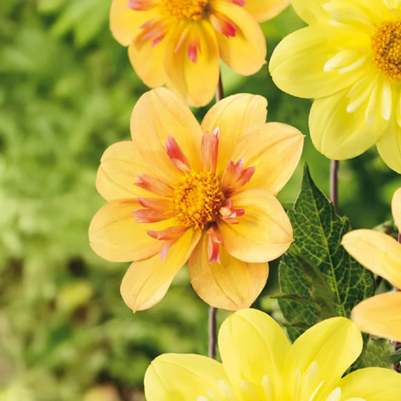 Dahlie 'Sweet Lemonade'