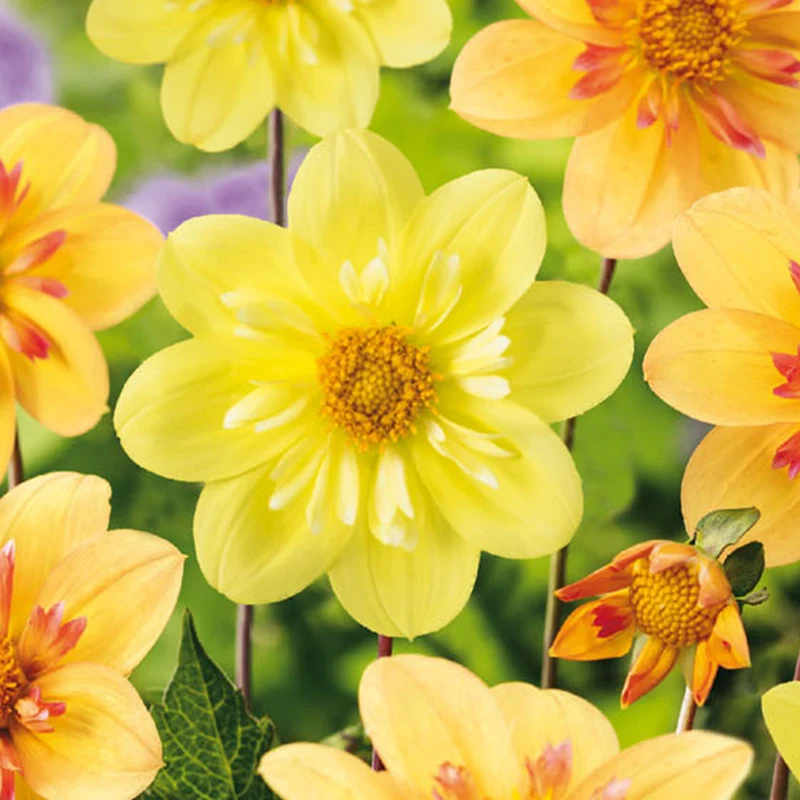 Dahlie 'Sweet Lemonade'