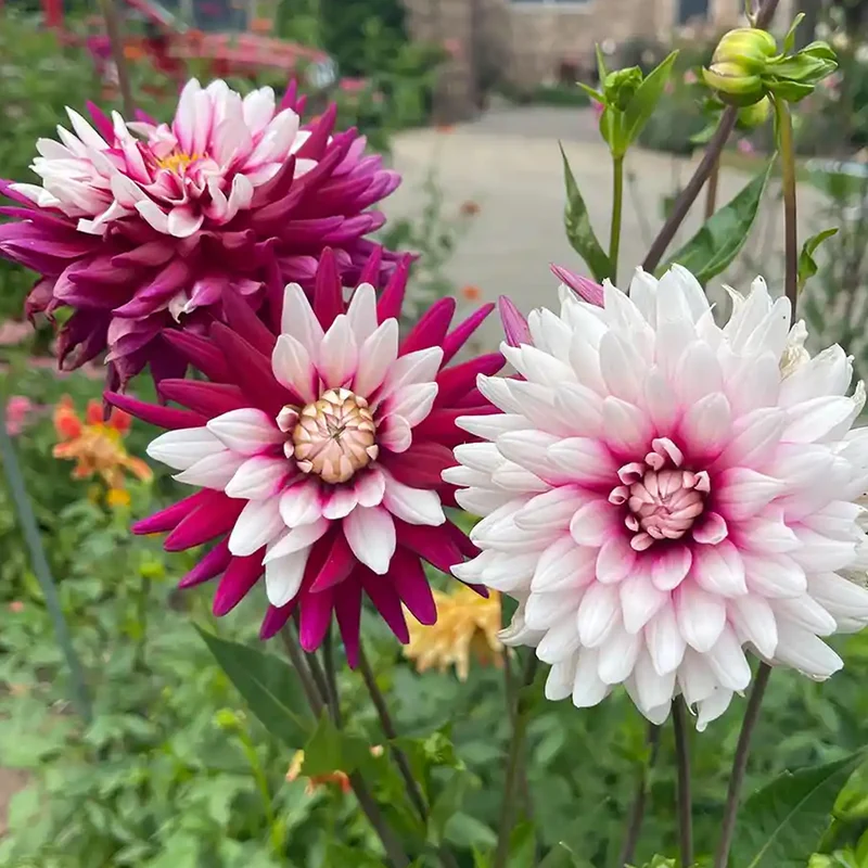 Dahlie 'Rebecca's World'