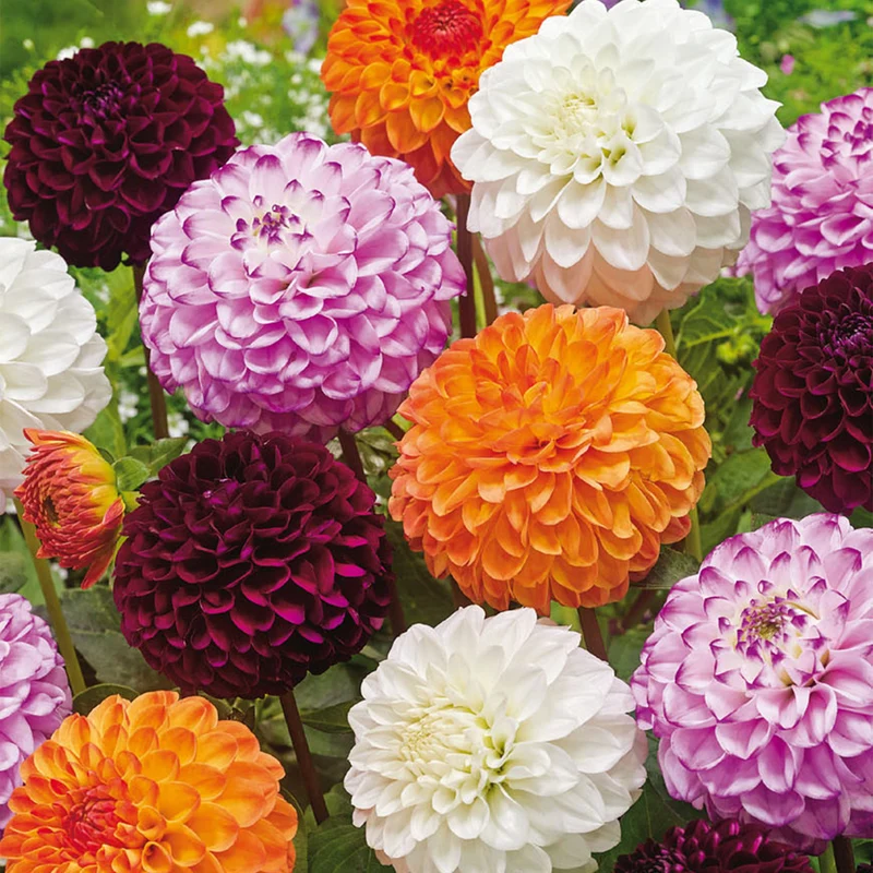 Dahlien-Mix 'Pompon'