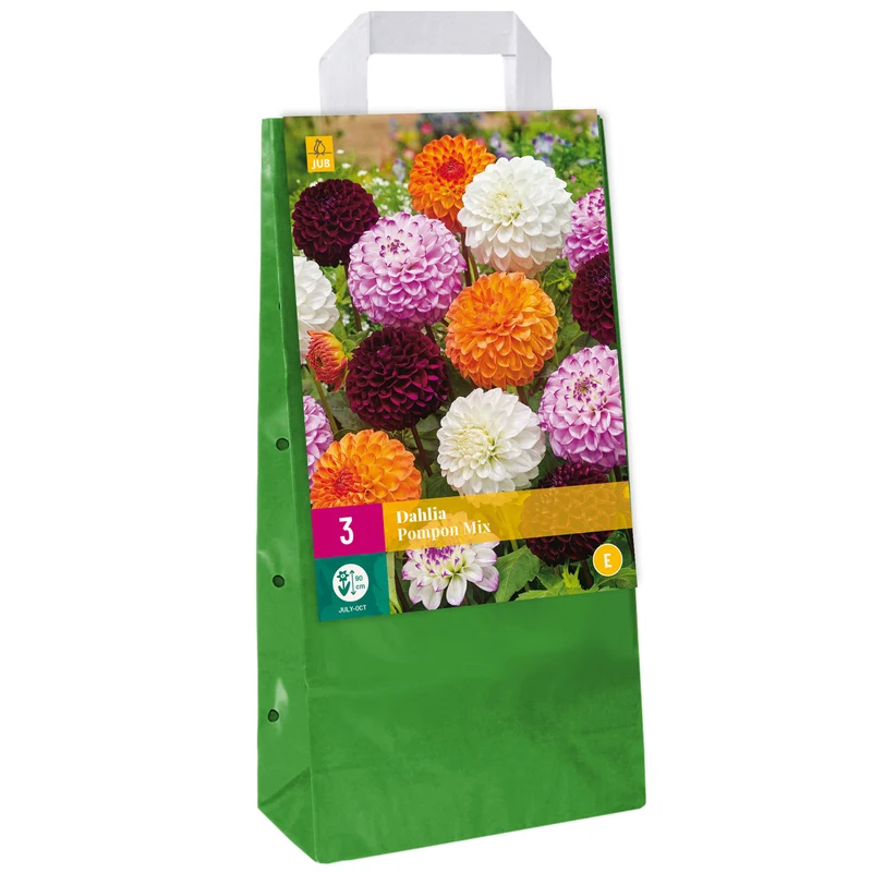 Dahlien-Mix 'Pompon'