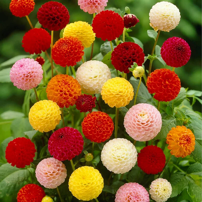 Dahlien-Mix 'Pompon'