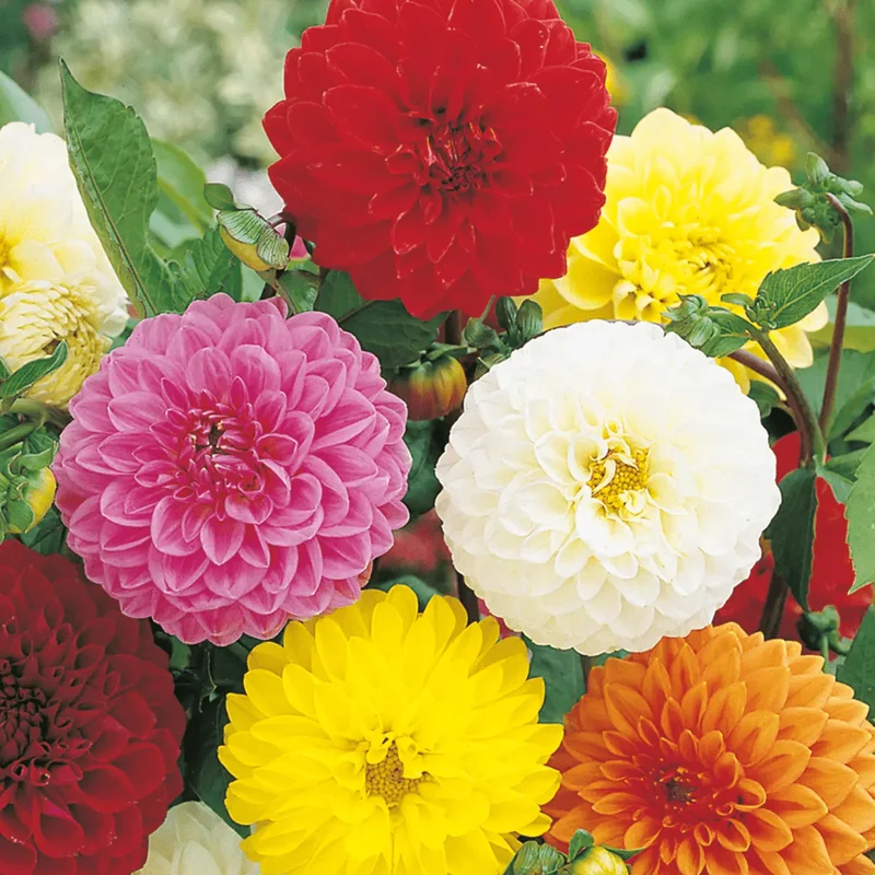 Dahlien-Mix 'Pompon'