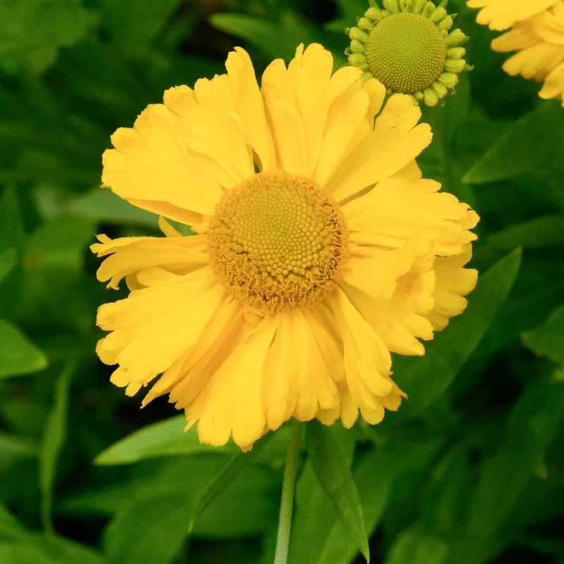Sonnenbraut Gelb