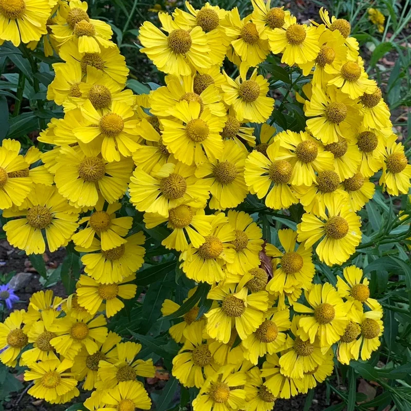 Sonnenbraut Gelb