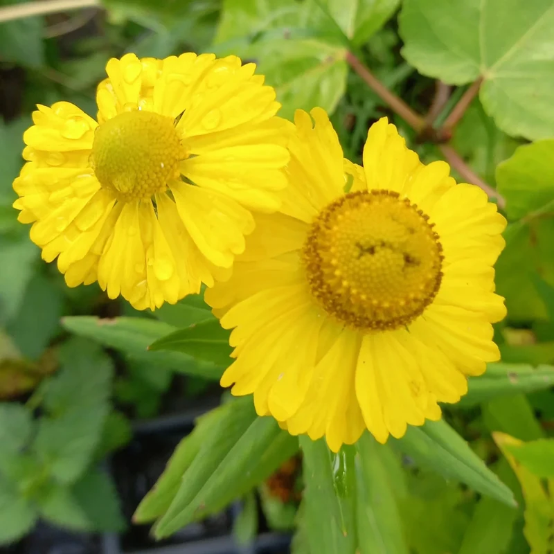 Sonnenbraut Gelb
