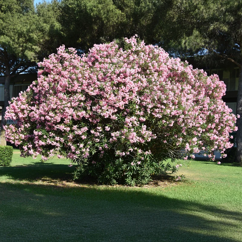Oleander