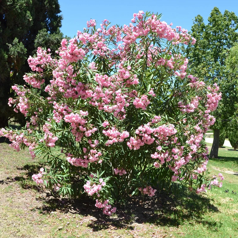 Oleander