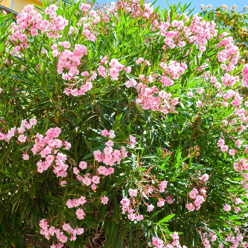 Oleander