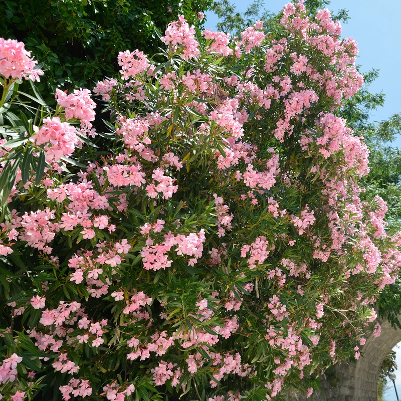 Oleander